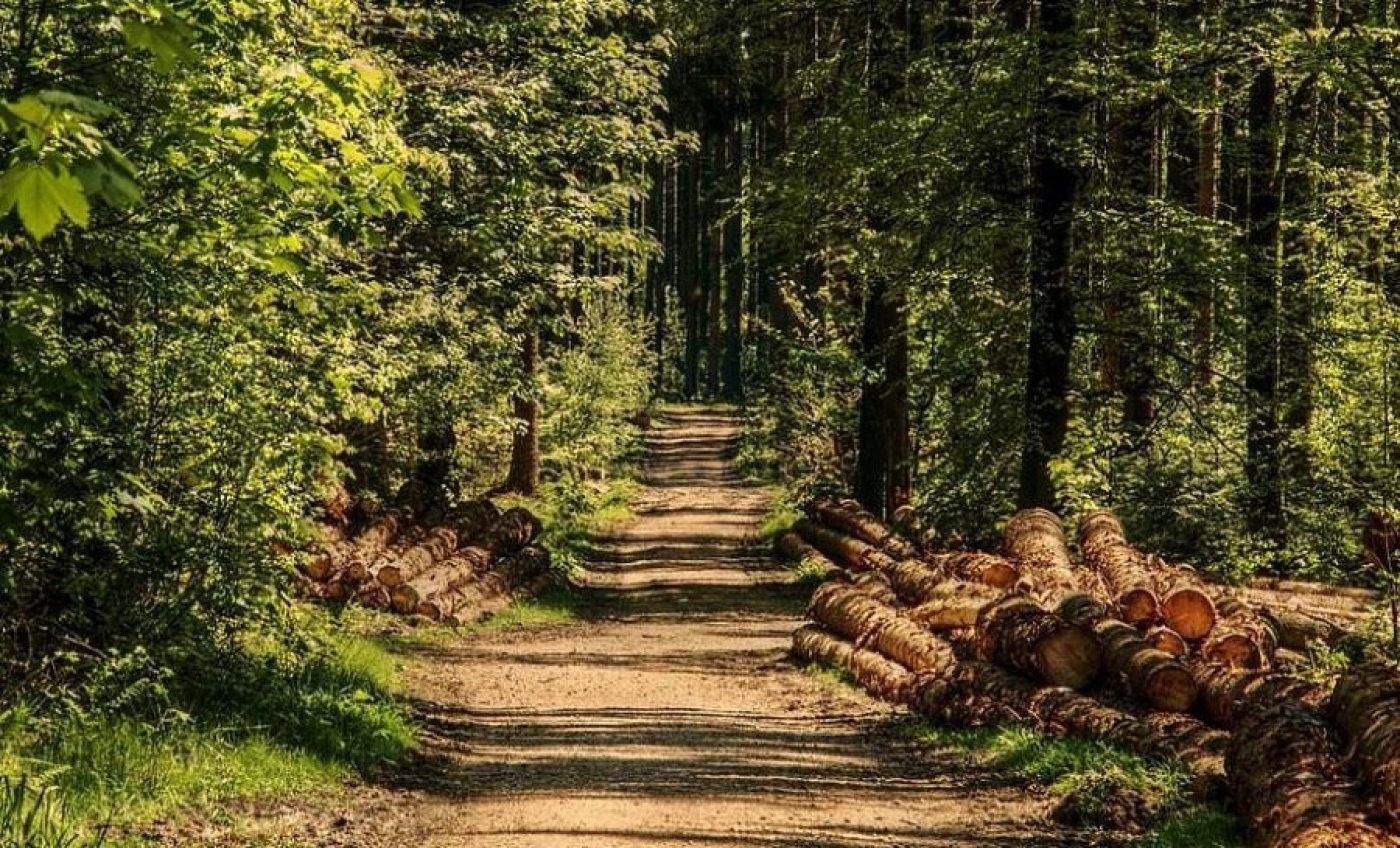 Ограничения на посещение лесов действуют в 86 районах Беларуси