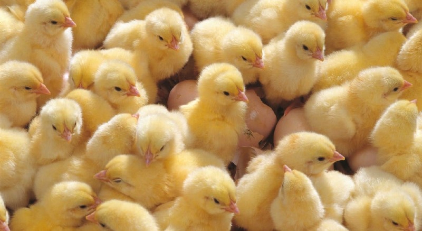 Почти 93 тыс. цыплят погибли при пожаре в Смолевичском районе