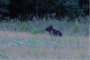 В Березинском заповеднике открыт сезон наблюдений за медведями