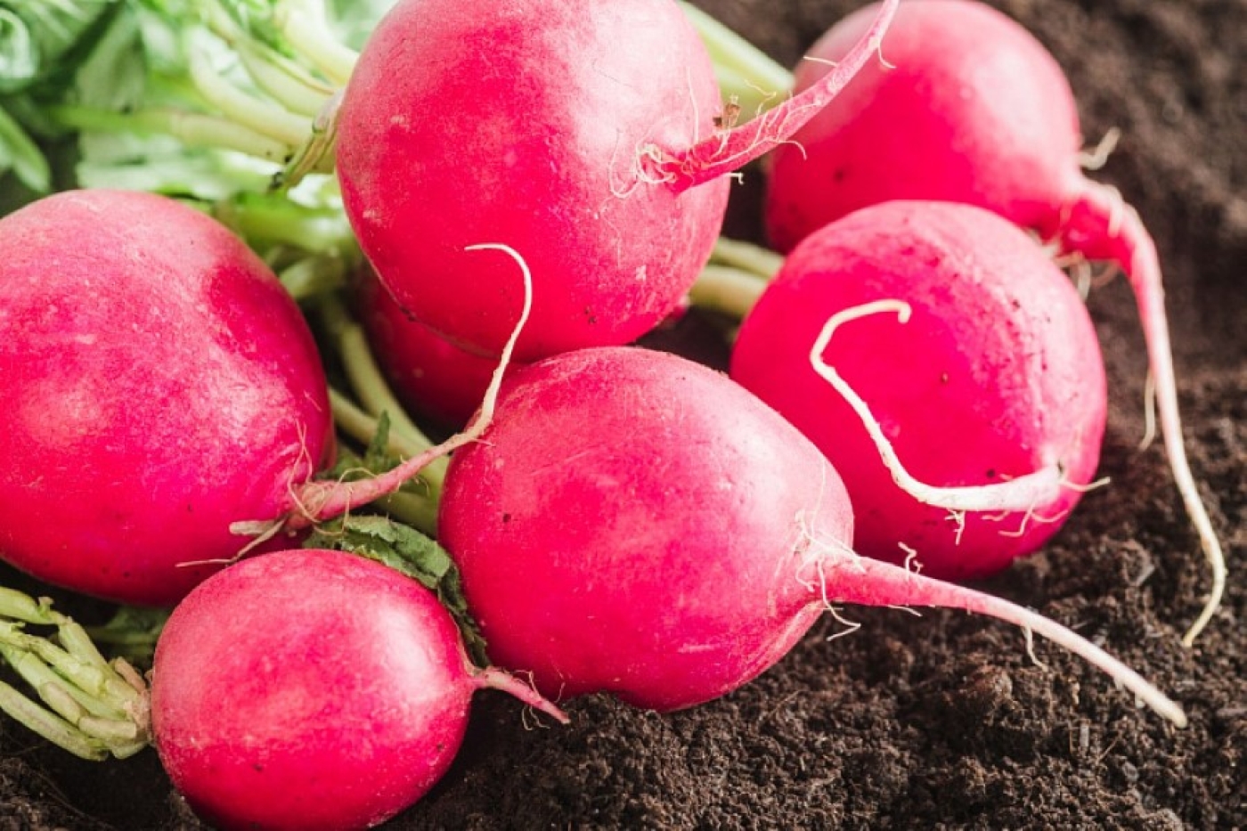 Когда сажать редис весной: даты для крупного урожая без полива