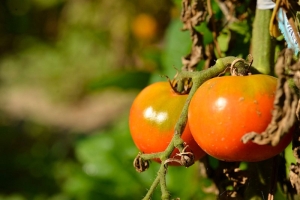 Как избавиться от черных пятен на помидорах – делаем домашний спрей