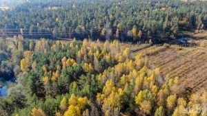 Ограничения на посещение лесов начали снимать в Беларуси