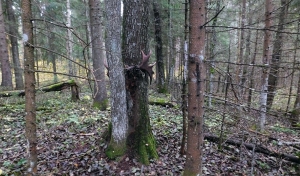 Незаконно добыл на охоте лося трофейного: прокуратура Березинского района поддержала гособвинение в суде