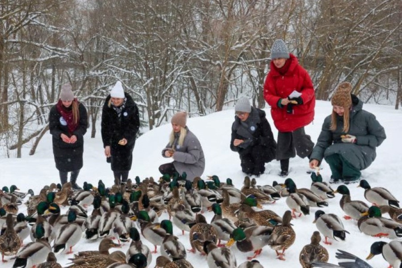 Как правильно подкармливать птиц в конце зимы, рассказали орнитологи