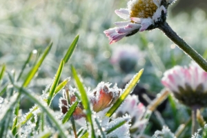 Штормовое предупреждение из-за ночных заморозков объявлено в Беларуси на 13 мая