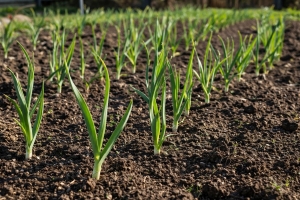 Вот что нужно сделать с чесноком, когда появятся ростки — не пожелтеет и нарастит зелень «лесом»
