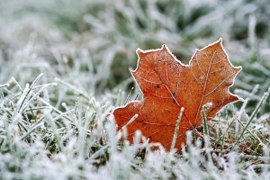 Предзимье уже на пороге. Рябов рассказал о погоде на неделе с 10 по 16 ноября