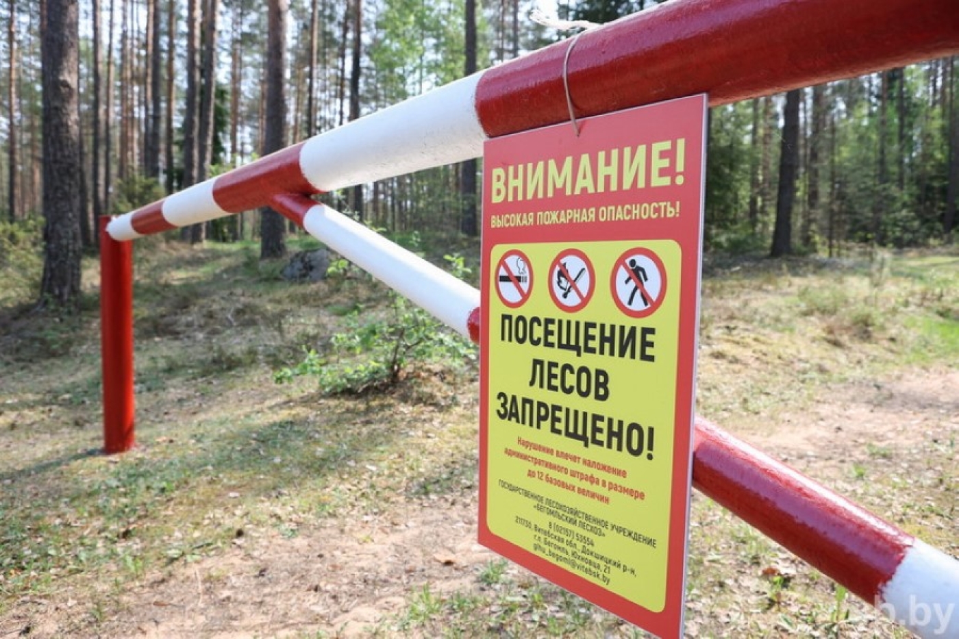 Ограничения на посещение лесов введены в 13 районах Беларуси