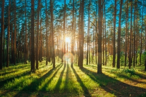 Ограничения на посещение лесов действуют в 56 районах Беларуси