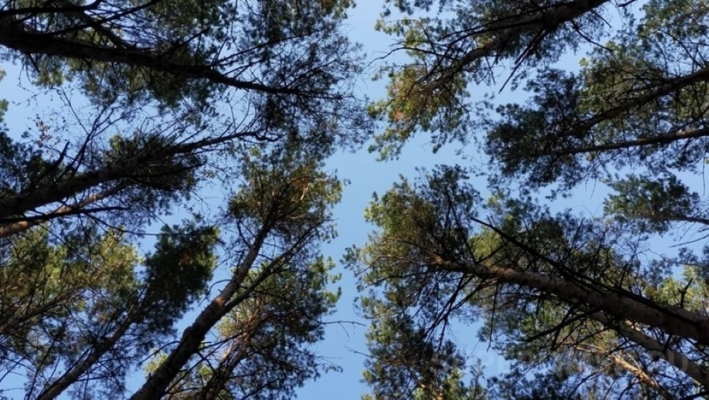 Ограничения на посещение лесов действуют в 78 районах Беларуси