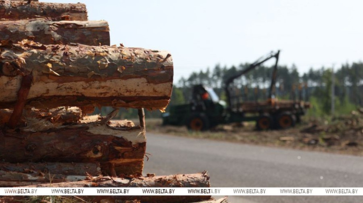 Лукашенко: к 1 сентября в стране не должно быть ни одного бревна, валяющегося на опушке леса