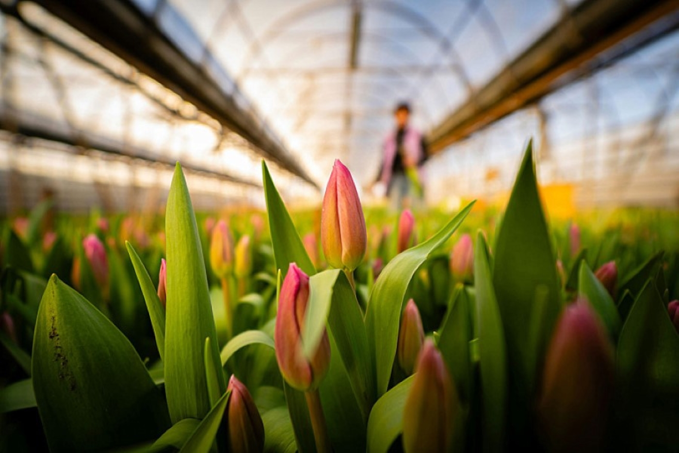 На Брестчине вскрыта крупная тюльпановая схема – всплыли миллионы