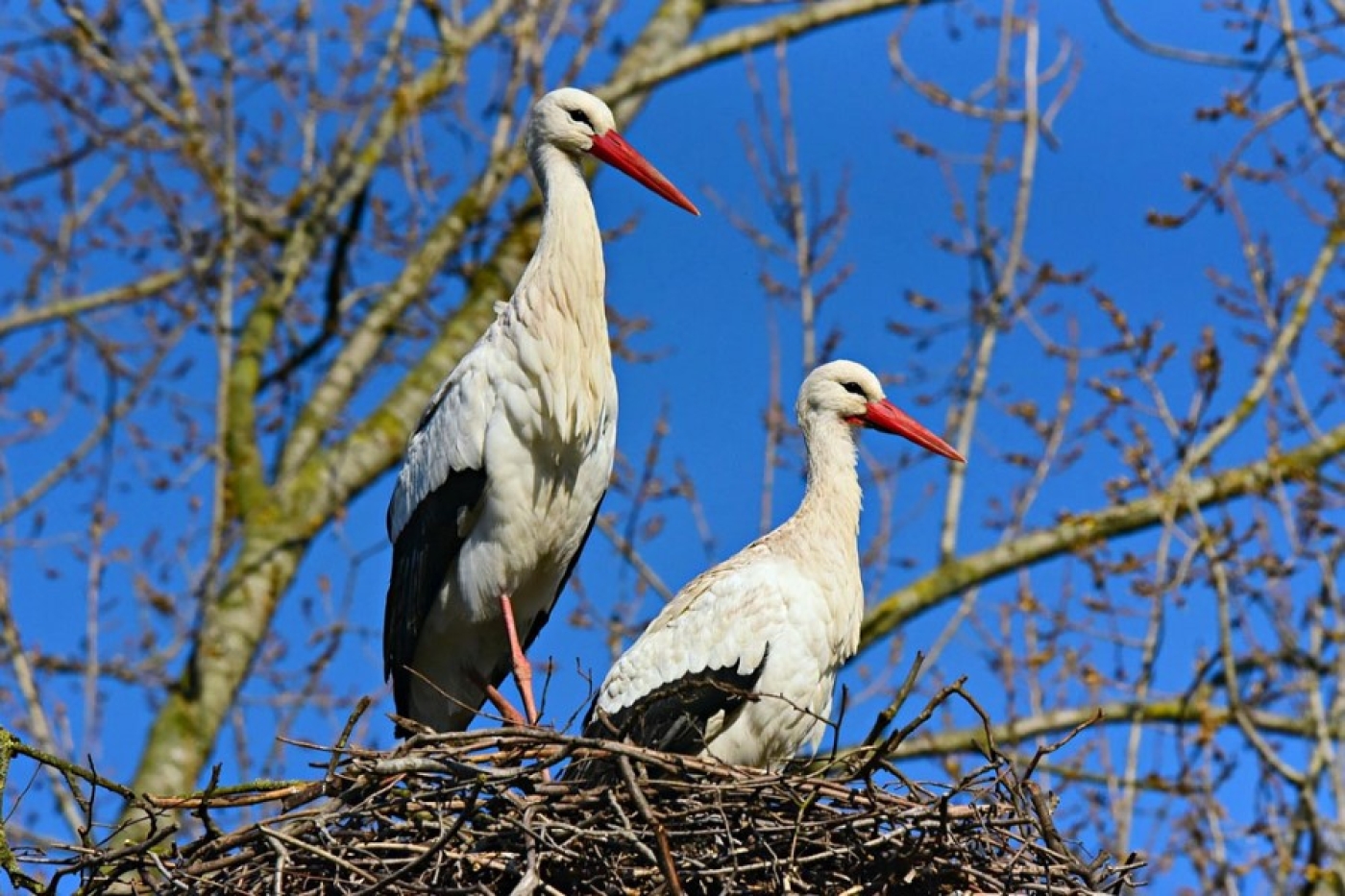 Погода в Беларуси в выходные: преимущественно без осадков и до +26 °С по востоку