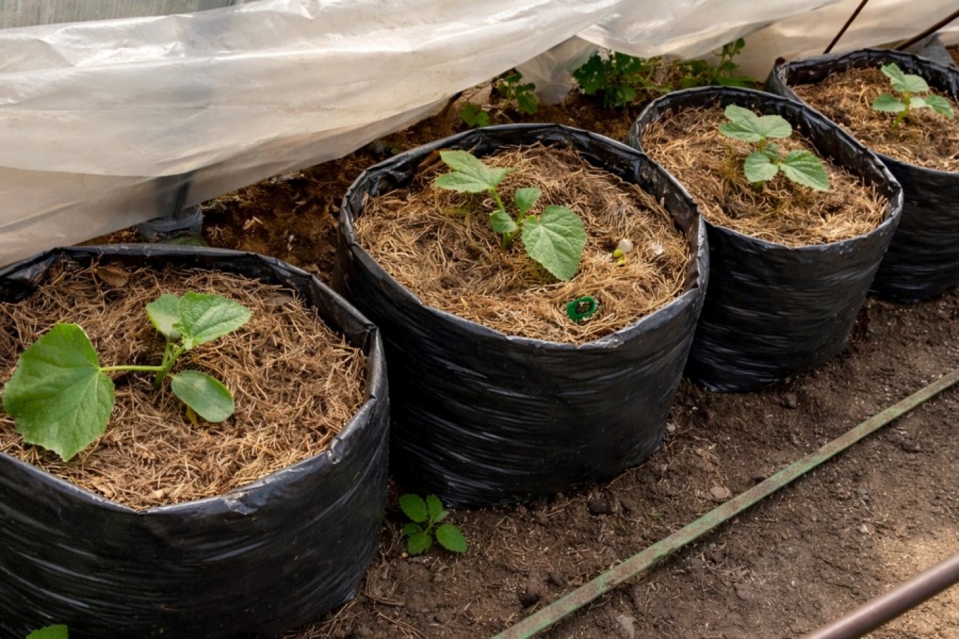Перья в лунку при посадке огурцов — бред или реальная польза? Разбираем лайфхак, который заставил спорить бывалых огородников