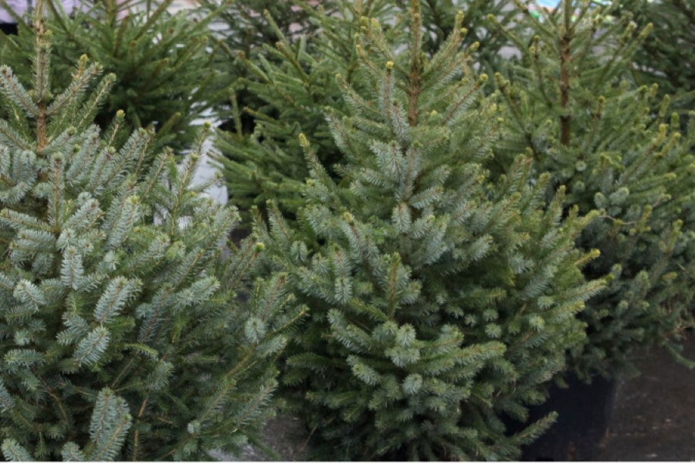 Купили елку в кадке? Рассказываем, как весной правильно пересадить ее на участок