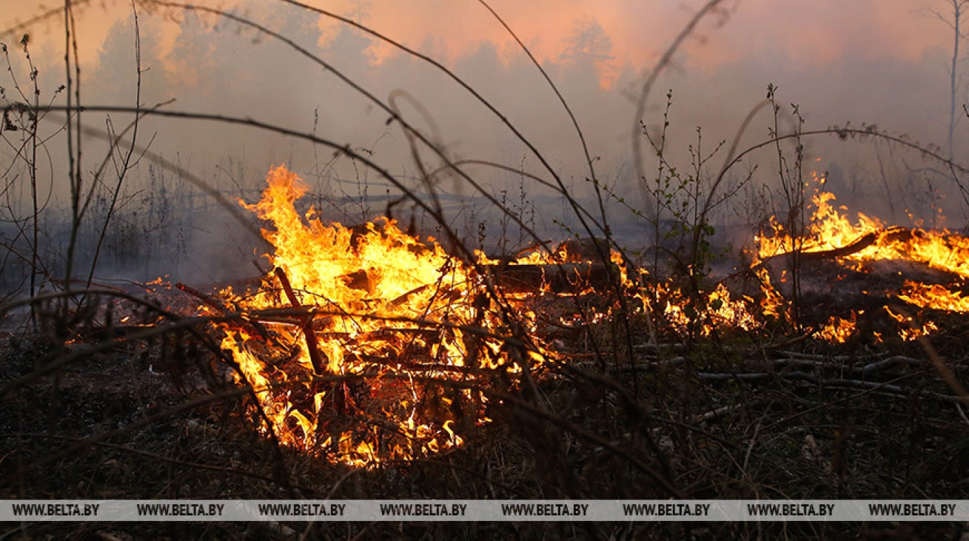 За сутки работники МЧС ликвидировали пять лесных пожаров