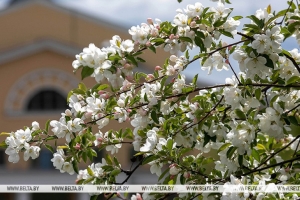 Как похолодание отразится на состоянии плодовых культур, рассказали в Белгидромете