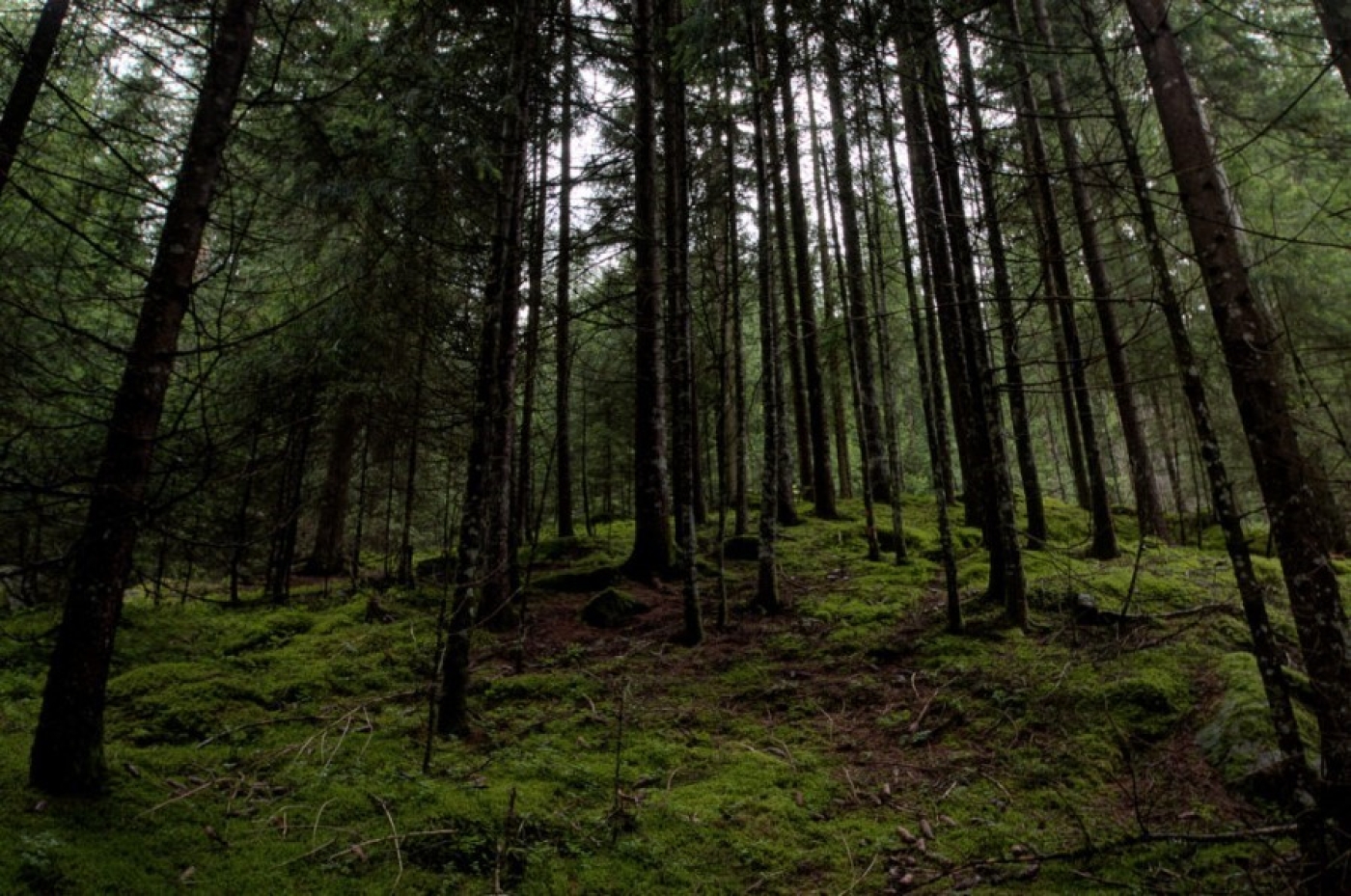 Пенсионерку искали в лесу в Березинском районе