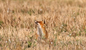 Что делать, если на подворье забежала лиса, рассказали в Минприроды