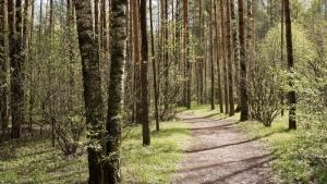 Все леса Беларуси ограничены к посещению