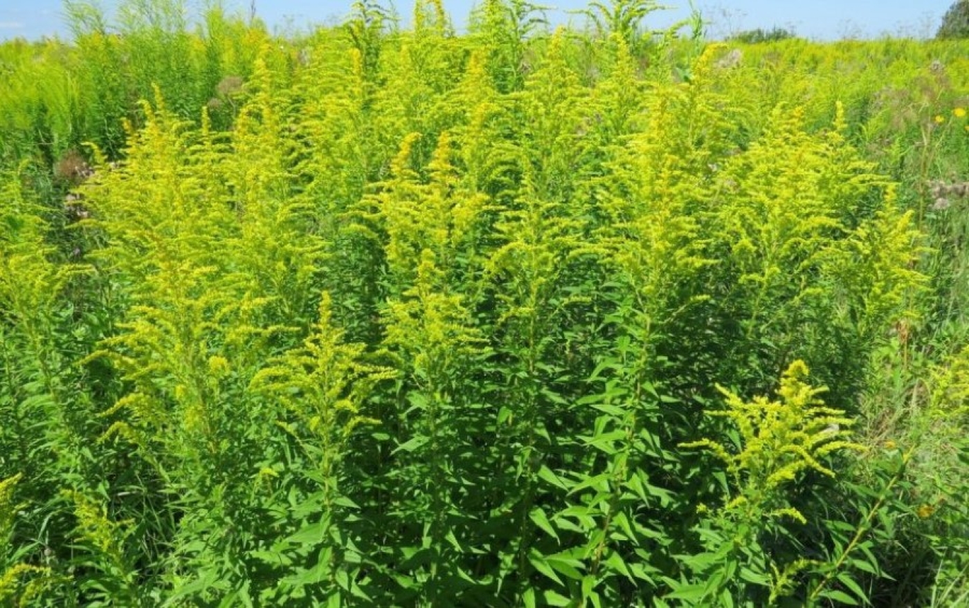 Золотарник канадский – скрытая угроза