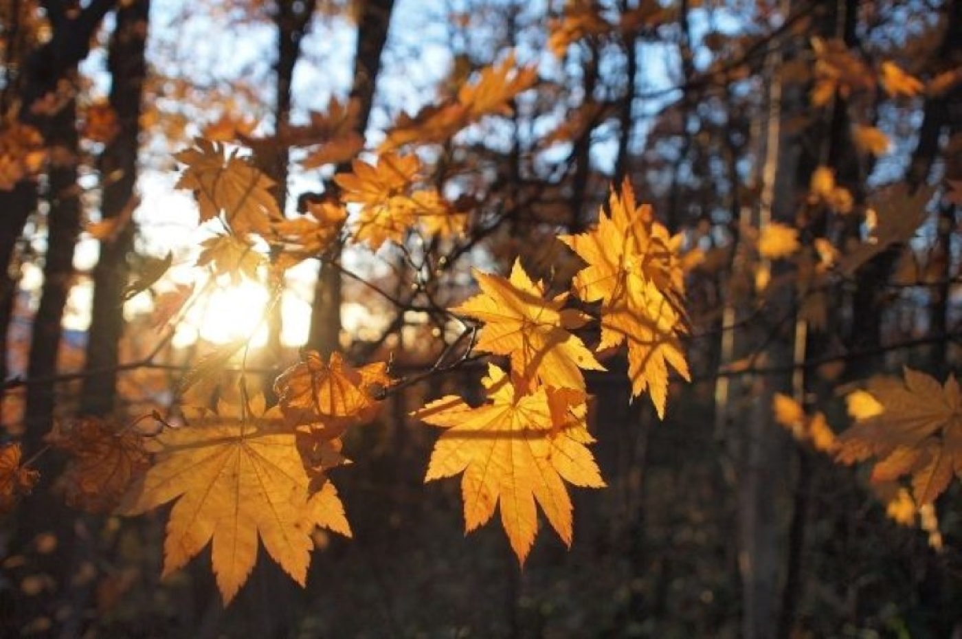 Погода в Беларуси 1 октября: преимущественно без осадков и от -3 °С ночью до +13 °С днем