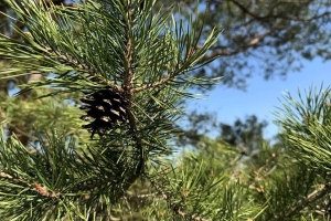 Первые запреты на посещение лесов введены в Беларуси