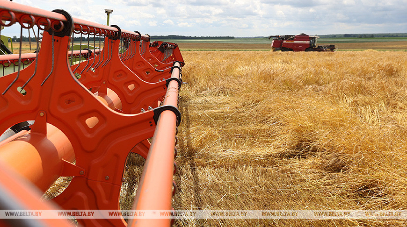 В Беларуси намолочено более 550 тыс. т зерна