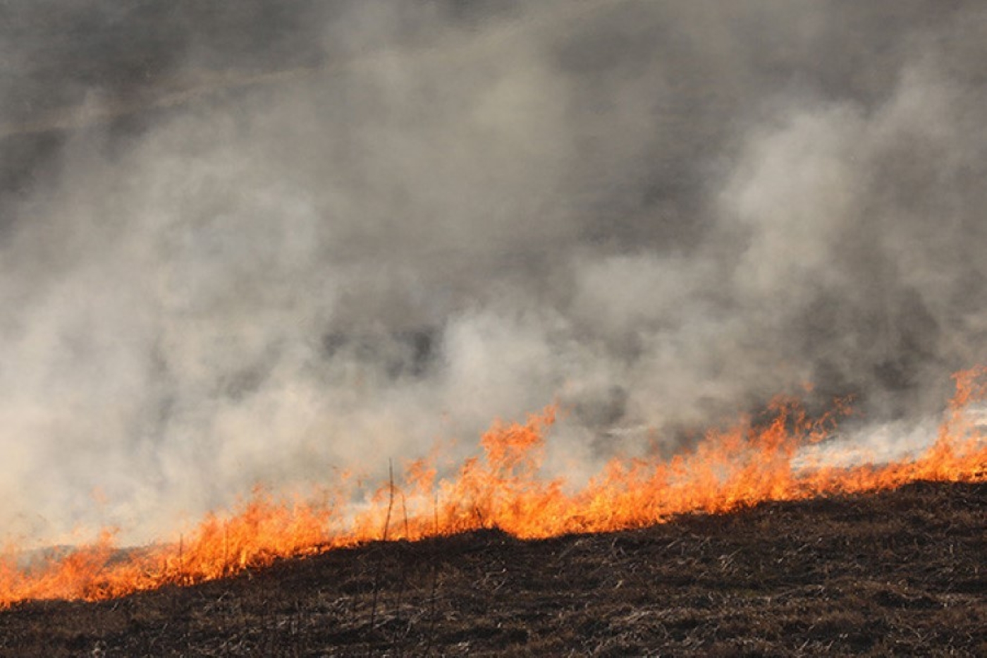 "Каждую весну соседи жгут прошлогоднюю траву". Разрешены ли палы и как избежать опасности?