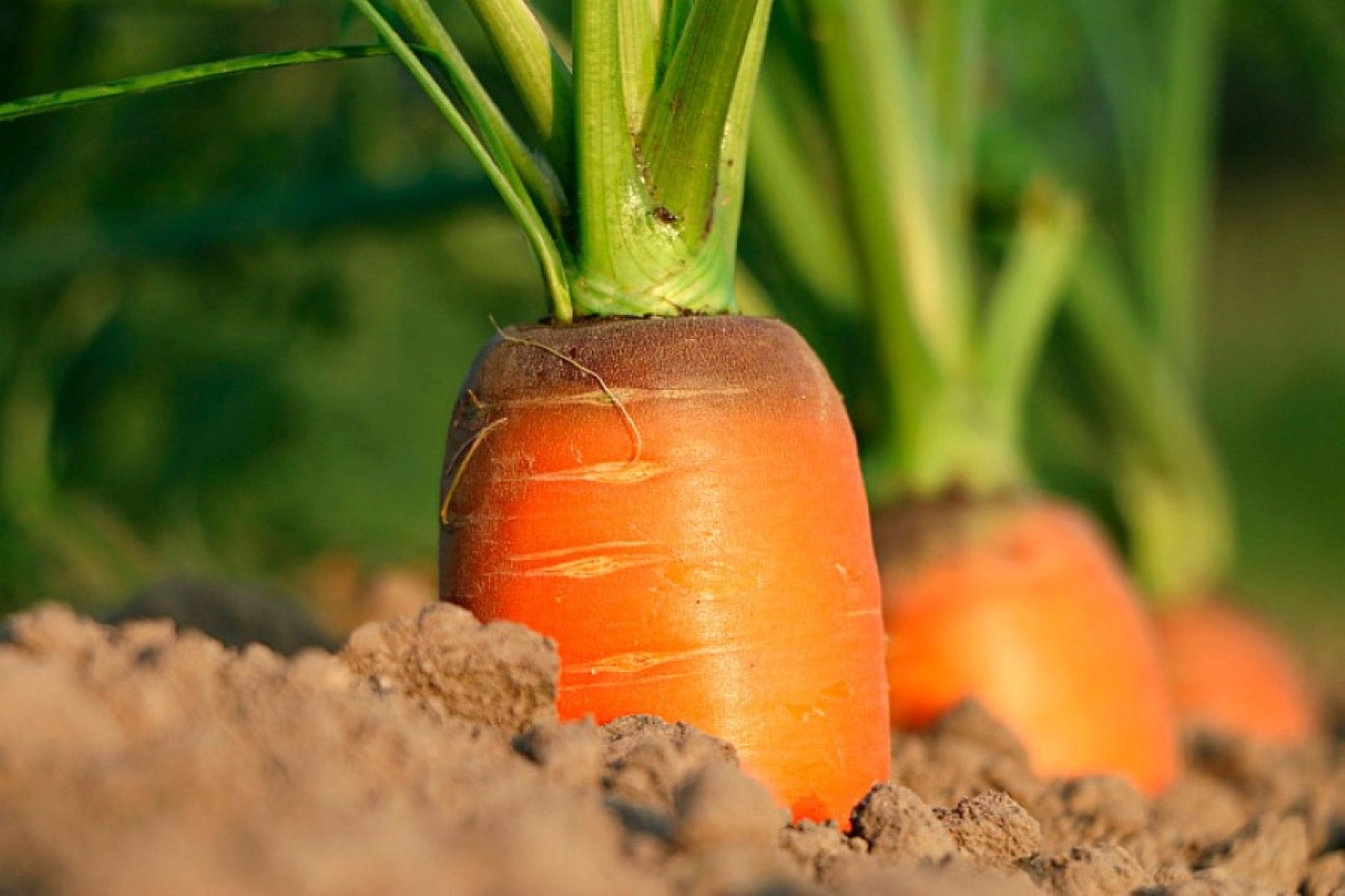Подкормка моркови в июле: это удобрение даст отличный результат