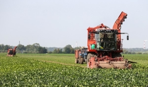 Массовая уборка сахарной свеклы началась в Беларуси