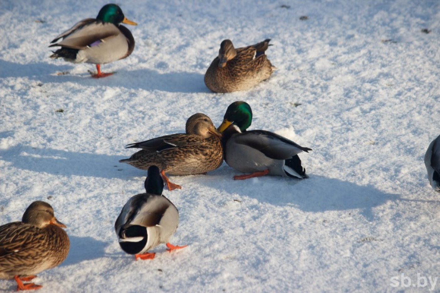 После долгих морозов придет потепление. Рябов рассказал о погоде в Беларуси с 26 января по 1 февраля
