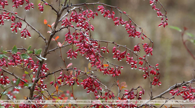 Кратковременные дожди и туман: о погоде в последний понедельник сентября