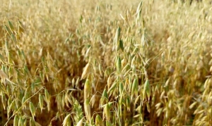 Шквалы и ливни грозят урожаю? Минсельхозпрод дал рекомендации по подготовке полей к уборке