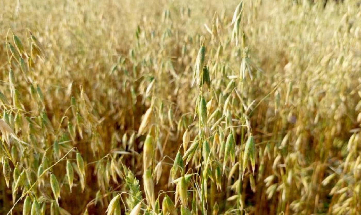 Шквалы и ливни грозят урожаю? Минсельхозпрод дал рекомендации по подготовке полей к уборке