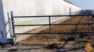 На фермах в Пинском и Лунинецком районах бык напал на рабочих