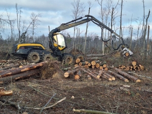 Сколько гектаров осталось убрать после июльских буреломов, рассказали в Минлесхозе