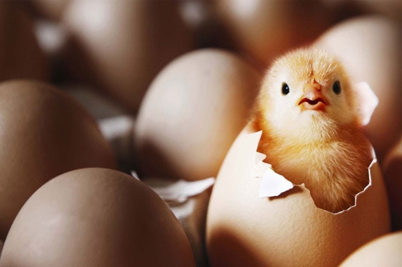 Топ-5 интересных фактов о курах и яйцах
