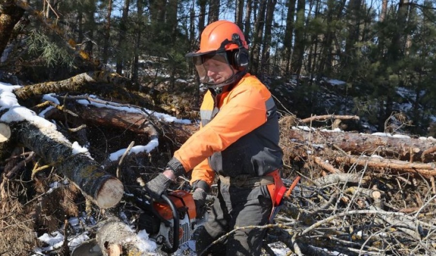 Сплошные санитарные рубки в поврежденных ураганом лесах завершены полностью