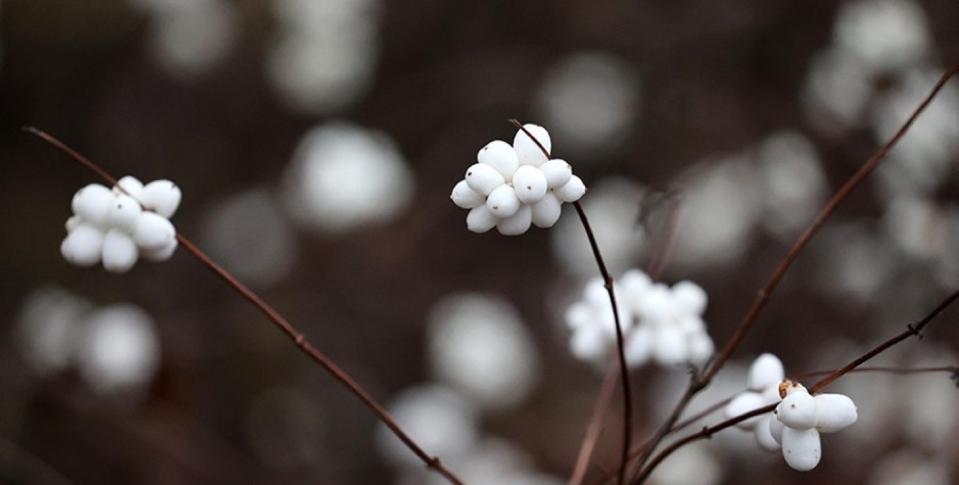 К нам вернется зима? Каким будет февраль, рассказал Рябов