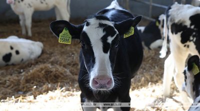 Директор сельхозпредприятия в Могилевской области заключен под стражу за сокрытие падежа скота