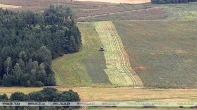 В Беларуси убрали гречиху с 97% площадей