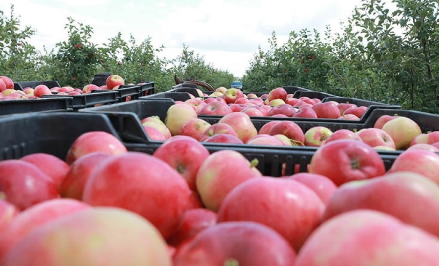 В Беларуси установили требования к качеству поставляемых по госзаказу яблок и картофеля