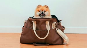 Как правильно перевозить домашних животных в поездах Беларуси?