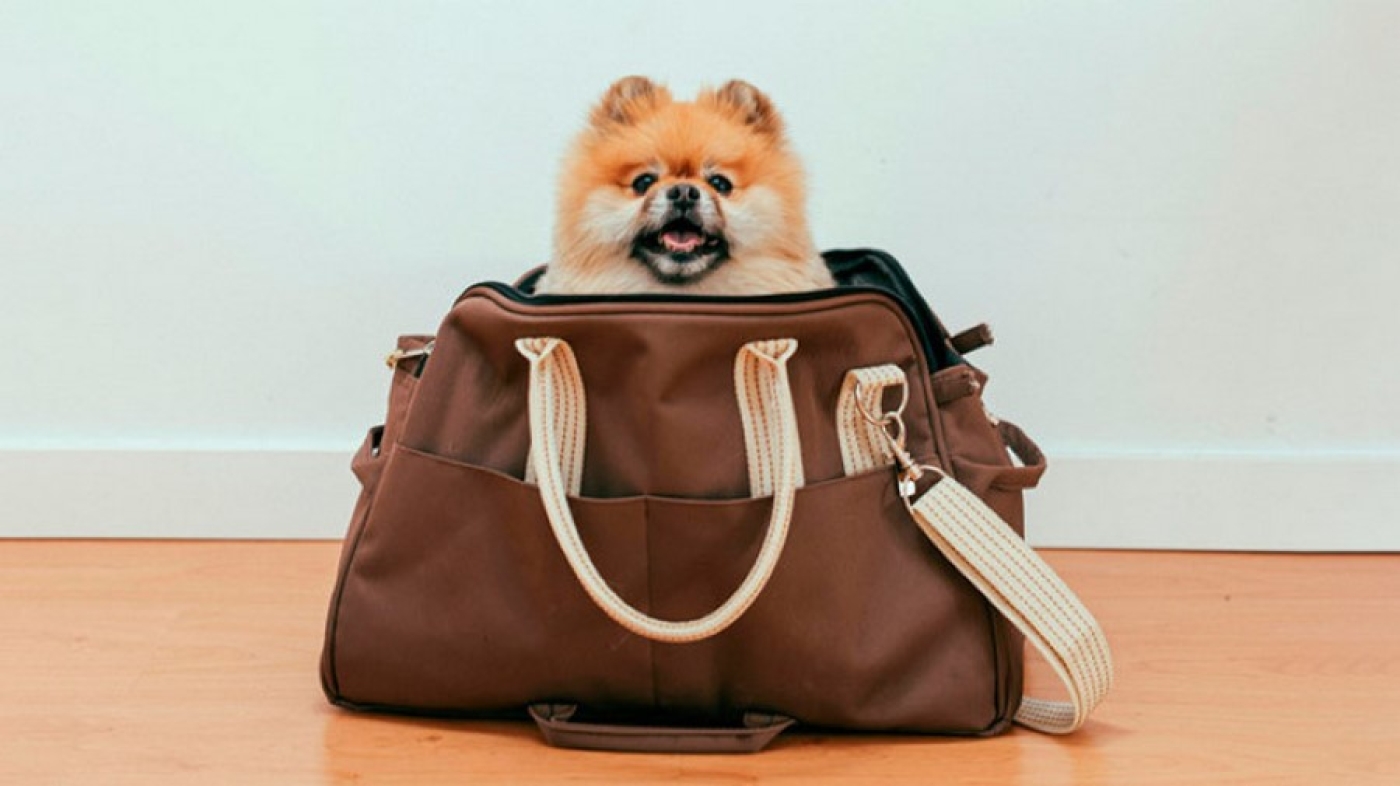 Как правильно перевозить домашних животных в поездах Беларуси?