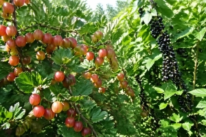 Смородина и крыжовник как сахарный мед: 3 простые подкормки в нужное время — урожай без лишних хлопот