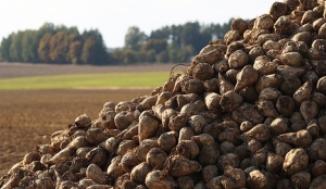 В Беларуси завершилась уборка сахарной свеклы