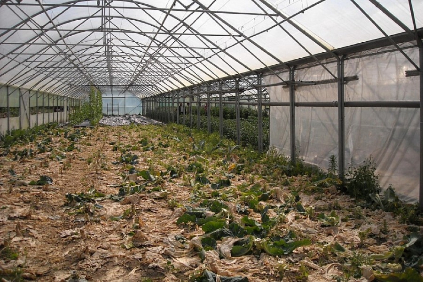 Фитофтора больше не вернется: осенний трюк спасает теплицу на год