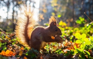 Погода в Беларуси в выходные: кратковременные дожди и от +1 °С ночью до +15 °С днем