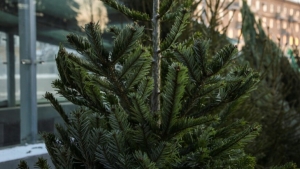 Сколько будут стоить елки, и когда начнут продавать новогодние деревья в Минской области